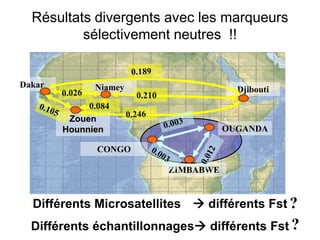 Résultats divergents avec les marqueurs
sélectivement neutres !!
ZIMBABWE
Dakar
DjiboutiNiamey
Zouen
Hounnien
CONGO
OUGANDA
Différents Microsatellites  différents Fst
Différents échantillonnages différents Fst
?
?
 
