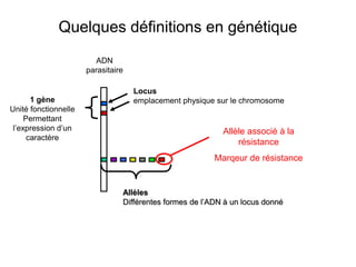 Quelques définitions en génétique
ADN
parasitaire
Locus
emplacement physique sur le chromosome1 gène
Unité fonctionnelle
Permettant
l’expression d’un
caractère
Allèles
Différentes formes de l’ADN à un locus donné
Allèle associé à la
résistance
Marqeur de résistance
 
