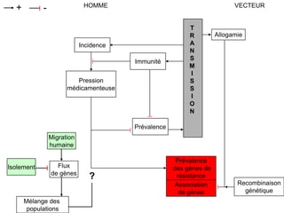 Prévalence
des gènes de
résistance
HOMME VECTEUR+ -
Incidence
Pression
médicamenteuse
Immunité
T
R
A
N
S
M
I
S
S
I
O
N
Allogamie
Recombinaison
génétique
Association
de gènes
Prévalence
Migration
humaine
Flux
de gènes
Isolement
Mélange des
populations
?
 