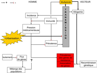 Prévalence
des gènes de
résistance
HOMME VECTEUR+ -
Incidence
Pression
médicamenteuse
Immunité
T
R
A
N
S
M
I
S
S
I
O
N
Allogamie
Recombinaison
génétique
Association
de gènes
Prévalence
Flux
de gènes
Multiplicité
Isolement
Urbanisation
?
Mélange des
populations
 