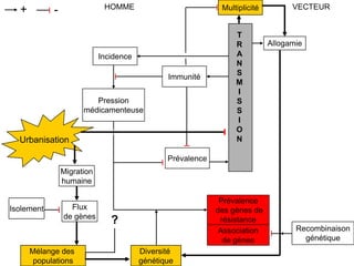 Prévalence
des gènes de
résistance
HOMME VECTEUR+ -
Incidence
Pression
médicamenteuse
Immunité
T
R
A
N
S
M
I
S
S
I
O
N
Allogamie
Recombinaison
génétique
Association
de gènes
Prévalence
Flux
de gènes
Multiplicité
Isolement
Mélange des
populations
Diversité
génétique
Urbanisation
?
Migration
humaine
 