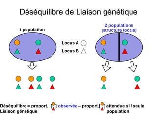 Déséquilibre de Liaison génétique
Déséquilibre = proport. [ ] observée – proport.[ ] attendue si 1seule
Liaison génétique population
Locus A
Locus B
1 population
2 populations
(structure locale)
 