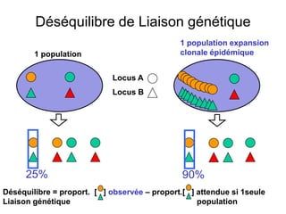 Déséquilibre de Liaison génétique
Locus A
Locus B
1 population
1 population expansion
clonale épidémique
25% 90%
Déséquilibre = proport. [ ] observée – proport.[ ] attendue si 1seule
Liaison génétique population
 