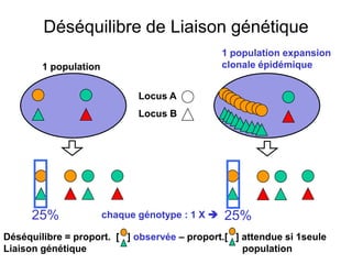 Déséquilibre de Liaison génétique
Locus A
Locus B
1 population
1 population expansion
clonale épidémique
25% 25%
Déséquilibre = proport. [ ] observée – proport.[ ] attendue si 1seule
Liaison génétique population
chaque génotype : 1 X 
 