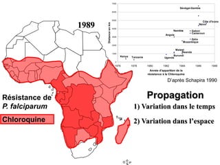 1989
Kenya Tanzanie Uganda
Rwanda
Malawi
Burundi
Mozanbique
Angola
Zaïre
Namibie
Cameroun
Gabon
Sénégal-Gambie
Côte d'Ivoire
Bénin
0
1000
2000
3000
4000
5000
6000
7000
1976 1978 1980 1982 1984 1986 1988
Année d'apparition de la
résistance à la Chloroquine
Distanceenkm
Résistance de
P. falciparum
Chloroquine
1) Variation dans le temps
2) Variation dans l’espace
Propagation
D’après Schapira 1990
 