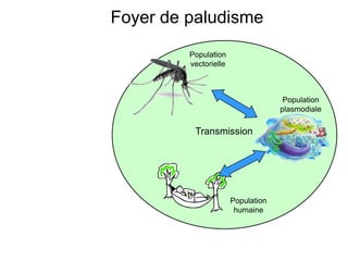Foyer de paludisme
Population
plasmodiale
Population
vectorielle
Population
humaine
Transmission
 