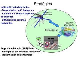 Stratégies
Population
plasmodiale
Population
vectorielle
Population
humaine
Transmission
Polychimiothérapie (ACT) limite :
- Emergence des souches résistantes
- Transmission aux anophèles
Lutte anti-vectorielle limite :
- Transmission de P. falciparum
- Recours aux soins & pression
de sélection
- Diffusion des souches
résistantes
 