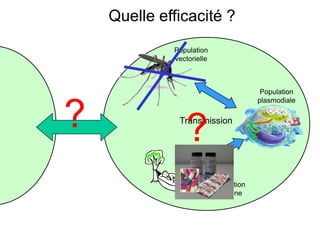 Quelle efficacité ?
Population
plasmodiale
Population
vectorielle
Population
humaine
Transmission
??
 