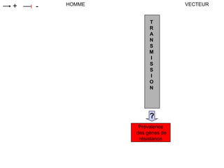 Prévalence
des gènes de
résistance
T
R
A
N
S
M
I
S
S
I
O
N
HOMME VECTEUR
?
+ -
 