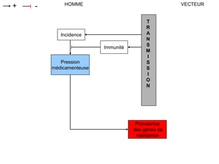 Prévalence
des gènes de
résistance
HOMME VECTEUR+ -
Incidence
Pression
médicamenteuse
Immunité
T
R
A
N
S
M
I
S
S
I
O
N
 