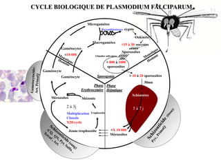 CYCLE BIOLOGIQUE DE PLASMODIUM FALCIPARUM
Jeune trophozoïte
Trophozoïte
ShizonteMérozoïtes
≈X 10 000
Mérozoïtes
Microgamètes
Macrogamètes
zygote
Ookinète
≈15 à 30 oocystes
Sporozoïtes
Glandes salivaires
≈ 10 à 20 sporozoïtes
≈ 800 à 1000
sporozoïtes
Gamétocyte
Gamétocyte
Recombinaisons
2 à 3j
Multiplication
Clonale
X20/cycle
30mn
Schizontes
5 à 7 j
Gamétocytes
≈10 000
Phase
Hépatique
Phase
Erythrocytaire
Sporogonie
 