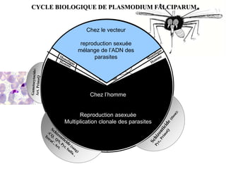 CYCLE BIOLOGIQUE DE PLASMODIUM FALCIPARUM
Jeune trophozoïte
Trophozoïte
ShizonteMérozoïtes
≈X 10 000
Mérozoïtes
Microgamètes
Macrogamètes
zygote
Ookinète
≈15 à 30 oocystes
Sporozoïtes
Glandes salivaires
≈ 10 à 20 sporozoïtes
≈ 800 à 1000
sporozoïtes
Gamétocyte
Gamétocyte
Recombinaisons
2 à 3j
Multiplication
Clonale
X20/cycle
30mn
Schizontes
5 à 7 j
Gamétocytes
≈10 000
Phase
Hépatique
Phase
Erythrocytaire
Sporogonie
Chez le vecteur
reproduction sexuée
mélange de l’ADN des
parasites
Chez l’homme
Reproduction asexuée
Multiplication clonale des parasites
 
