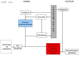 Prévalence
des gènes de
résistance
HOMME VECTEUR+ -
Incidence
Pression
médicamenteuse
Immunité
T
R
A
N
S
M
I
S
S
I
O
N
Allogamie
Recombinaison
génétique
Association
de gènes
Prévalence
Autre foyer
de
paludisme
Flux
de gènes
 
