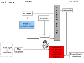 Prévalence
des gènes de
résistance
HOMME VECTEUR+ -
Incidence
Pression
médicamenteuse
Immunité
T
R
A
N
S
M
I
S
S
I
O
N
Allogamie
Recombinaison
génétique
Association
de gènes
Prévalence
Autre foyer
de
paludisme
Flux
de gènes
 