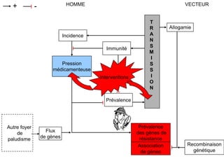Prévalence
des gènes de
résistance
HOMME VECTEUR+ -
Incidence
Pression
médicamenteuse
Immunité
T
R
A
N
S
M
I
S
S
I
O
N
Allogamie
Recombinaison
génétique
Association
de gènes
Prévalence
Autre foyer
de
paludisme
Interventions
Flux
de gènes
 