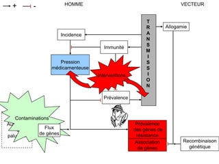 Prévalence
des gènes de
résistance
HOMME VECTEUR+ -
Incidence
Pression
médicamenteuse
Immunité
T
R
A
N
S
M
I
S
S
I
O
N
Allogamie
Recombinaison
génétique
Association
de gènes
Prévalence
Autre foyer
de
paludisme
Interventions
Flux
de gènes
Contaminations
 