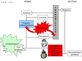 Prévalence
des gènes de
résistance
HOMME VECTEUR+ -
Incidence
Pression
médicamenteuse
Immunité
T
R
A
N
S
M
I
S
S
I
O
N
Allogamie
Recombinaison
génétique
Association
de gènes
Prévalence
Autre foyer
de
paludisme
Interventions
Flux
de gènes
Contaminations
 