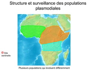 Site
sentinelle
Structure et surveillance des populations
plasmodiales
Plusieurs populations qui évoluent différemment
 