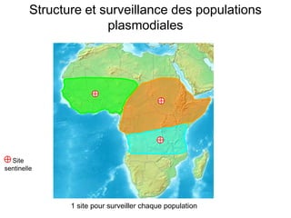 Site
sentinelle
1 site pour surveiller chaque population
Structure et surveillance des populations
plasmodiales
 