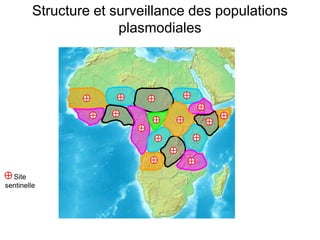 Site
sentinelle
Structure et surveillance des populations
plasmodiales
 
