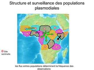 Site
sentinelle
Structure et surveillance des populations
plasmodiales
les flux entres populations déterminent la fréquence des
observations
 