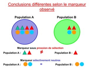 Population A Population B
Conclusions différentes selon le marqueur
observé
Marqueur sous pression de sélection
Population A : ≠ Population B :
Marqueur sélectivement neutres
Population A : = Population B :
 