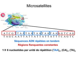 Microsatellites
A T C G T T A A T A A T A A T A A T A A A G T C A G
T A G C A A T T A T T A T T A T T A T T T C A G T C
Régions flanquantes constantes
1 6 nucleotides par unité de répétition (TAA)n, (CA)n, (TA)n
Séquences ADN répétées en tandem
 