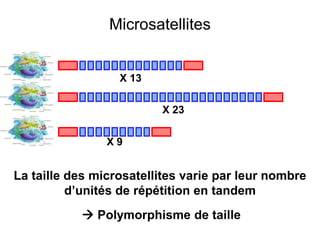 Microsatellites
X 13
X 23
X 9
La taille des microsatellites varie par leur nombre
d’unités de répétition en tandem
 Polymorphisme de taille
 