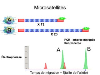 Microsatellites
Temps de migration = f(taille de l’allèle)
A B
Électrophorèse
PCR - amorce marquée
fluorescente
X 13
X 23
A
B
 