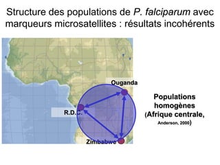Structure des populations de P. falciparum avec
marqueurs microsatellites : résultats incohérents
Populations
homogènes
(Afrique centrale,
Anderson, 2000)
Zimbabwe
R.D.C.
Ouganda
 