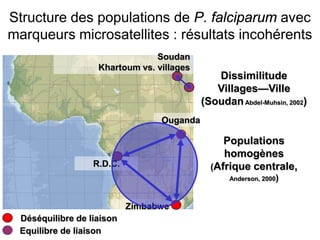 Dissimilitude
Villages—Ville
(SoudanAbdel-Muhsin, 2002)
Populations
homogènes
(Afrique centrale,
Anderson, 2000)
Zimbabwe
Soudan
Khartoum vs. villages
R.D.C.
Ouganda
Déséquilibre de liaison
Equilibre de liaison
Structure des populations de P. falciparum avec
marqueurs microsatellites : résultats incohérents
 