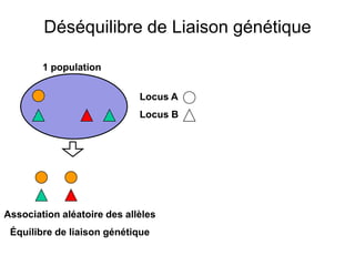 Déséquilibre de Liaison génétique
Locus A
Locus B
Association aléatoire des allèles
Équilibre de liaison génétique
1 population
 
