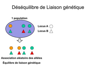 Déséquilibre de Liaison génétique
Locus A
Locus B
1 population
Association aléatoire des allèles
Équilibre de liaison génétique
 