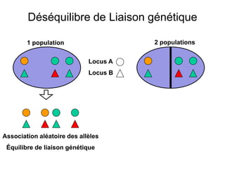 Déséquilibre de Liaison génétique
Locus A
Locus B
1 population 2 populations
Association aléatoire des allèles
Équilibre de liaison génétique
 