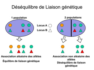 Déséquilibre de Liaison génétique
Locus A
Locus B
1 population 2 populations
Association non aléatoire des
allèles
Déséquilibre de liaison
génétique
Association aléatoire des allèles
Équilibre de liaison génétique
 