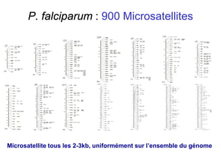 P. falciparum : 900 Microsatellites
Microsatellite tous les 2-3kb, uniformément sur l’ensemble du génome
 