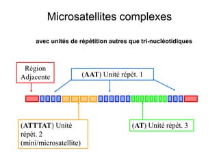 Microsatellites complexes
(AAT) Unité répét. 1
(ATTTAT) Unité
répét. 2
(mini/microsatellite)
(AT) Unité répét. 3
Région
Adjacente
avec unités de répétition autres que tri-nucléotidiques
 
