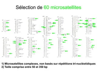 Sélection de 60 microsatellites
1) Microsatellites complexes, non basés sur répétitions tri-nucléotidiques
2) Taille comprise entre 50 et 350 bp
 