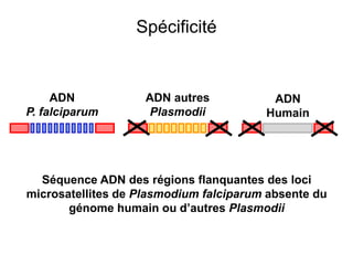 Spécificité
ADN
P. falciparum
ADN autres
Plasmodii
Séquence ADN des régions flanquantes des loci
microsatellites de Plasmodium falciparum absente du
génome humain ou d’autres Plasmodii
ADN
Humain
 