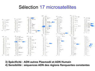 Sélection 17 microsatellites
3) Spécificité : ADN autres Plasmodii et ADN Humain
4) Sensibilité : séquences ADN des régions flanquantes constantes
 