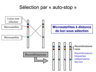 Sélection par « auto-stop »
Locus sous
sélection
Microsatellite
Microsatellite
Recombinaisons
Recombinaisons
rares
Microsatellites à distance
de loci sous sélection
Recombinaisons
fréquentes
indépendance
des loci
 