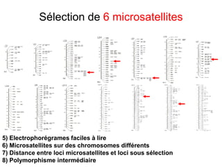 Sélection de 6 microsatellites
5) Electrophorégrames faciles à lire
6) Microsatellites sur des chromosomes différents
7) Distance entre loci microsatellites et loci sous sélection
8) Polymorphisme intermédiaire
 
