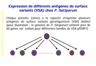 Accèspalustresetsouchesdeplasmodies
Expression de différents antigènes de surface
variants (VSA) chez P. falciparum
Chaque parasite (clone) a la capacité d’exprimer plusieurs
antigènes de surface variants génétiquement (VSA) distinct
(pour illustration : le génome de P. falciparum contient près de
60 gènes var codant pour différentes familles de VSA pfEMP1)
 