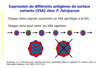 Accèspalustresetsouchesdeplasmodies
Expression de différents antigènes de surface
variants (VSA) chez P. falciparum
Chaque clone exprime seulement un VSA spécifique à la fois
Chaque clone peut varier ses VSA exprimés
Duraisingh et al. Heterochromatin silencing and locus repositioning linked to regulation of virulence genes in
Plasmodium falciparum. Cell. 2005;121(1):13-24.
 