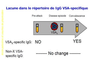 Accèspalustresetsouchesdeplasmodies
Lacune dans le répertoire de IgG VSA-specifique
 