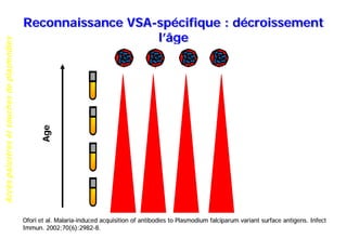 Accèspalustresetsouchesdeplasmodies
Reconnaissance VSA-spécifique : décroissement
l’âge
Age
Ofori et al. Malaria-induced acquisition of antibodies to Plasmodium falciparum variant surface antigens. Infect
Immun. 2002;70(6):2982-8.
 