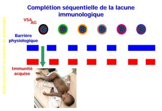 Accèspalustresetsouchesdeplasmodies
Complétion séquentielle de la lacune
immunologique
Barrière
physiologique
Immunité
acquise
AG
VSA
 
