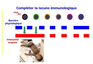 Accèspalustresetsouchesdeplasmodies
Compléter la lacune immunologique
Barrière
physiologique
Immunité
acquise
AG
VSA
 