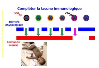 Accèspalustresetsouchesdeplasmodies
Compléter la lacune immunologique
Barrière
physiologique
Immunité
acquise
AG
VSA
AS
VSA
 
