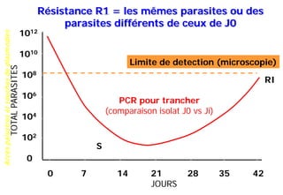 Accèspalustresetsouchesdeplasmodies
0 7 14 21 28 35 42
JOURS
1012
1010
108
106
104
102
0
TOTALPARASITES
Limite de detection (microscopie)
RI
S
Résistance R1 = les mêmes parasites ou des
parasites différents de ceux de J0
PCR pour trancher
(comparaison isolat J0 vs Ji)
 